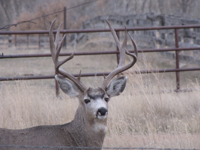 wowmuley