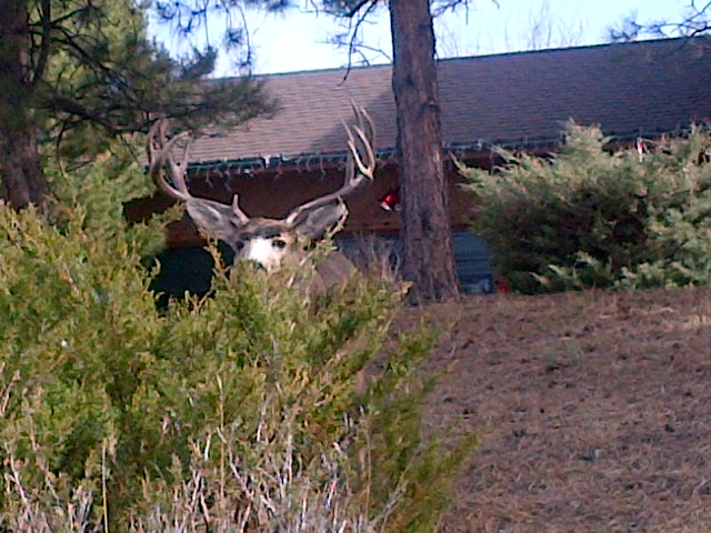 Parker-20121122-00088 Peek-a-boo buck