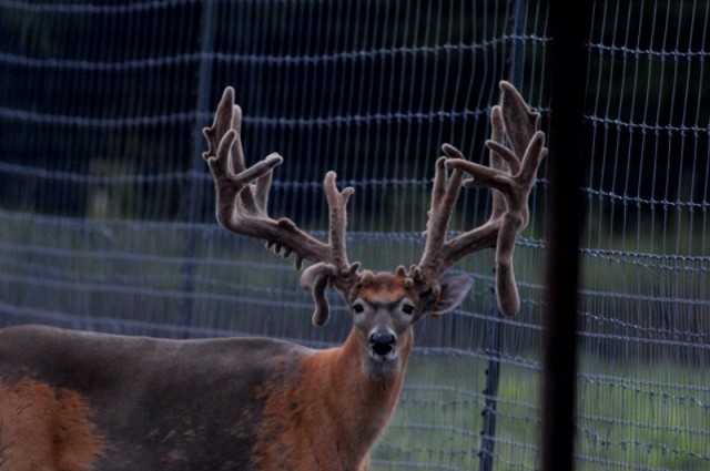 Reeders breeder buck.JPG