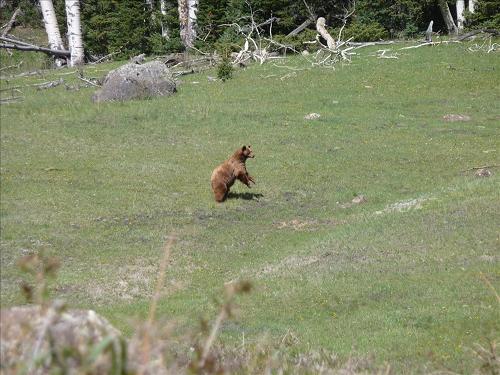 Standing bear.JPG