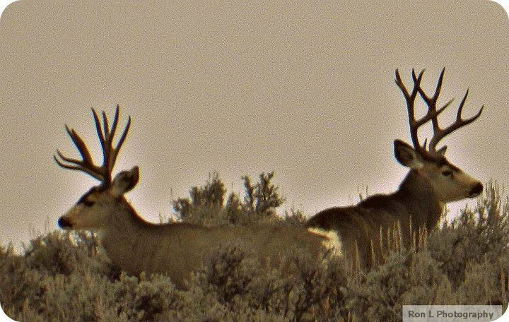 muledeer bucks.jpg