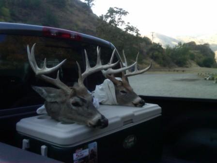 Bucks on truck 1.jpg