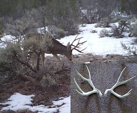 Pic from Jan. 2012. Dropped them about 1.5 mile from the camera.