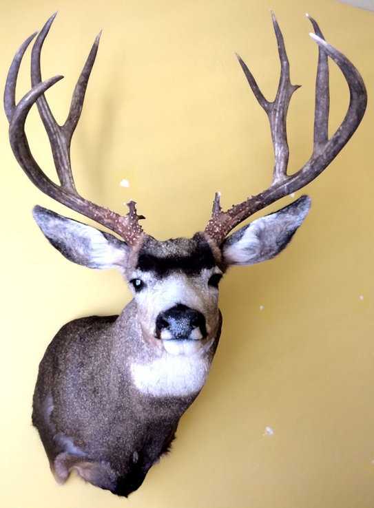 jakes buck smaller version.jpg