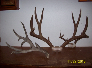 Took this picture at our shack in WI....Jims mulie and the 90+ inch shed he found when they were stalking the 166 inch buck!