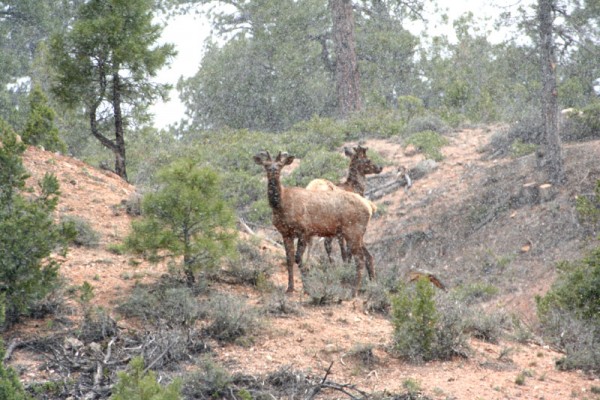 elk_snow.jpg