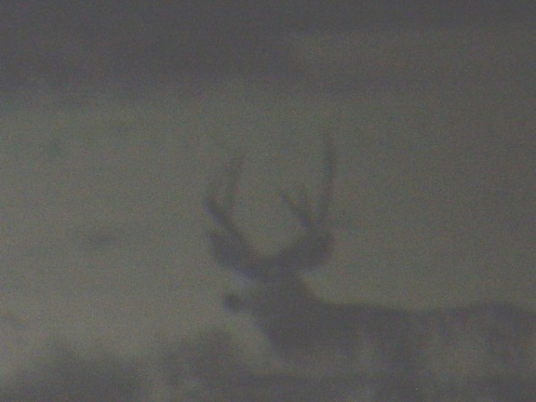 deer 10.JPG