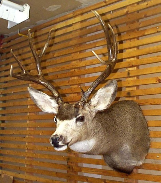 mule_deer1.JPG