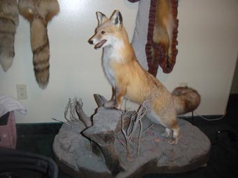 Fox Mount.jpg