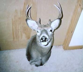 Whitetail.jpg