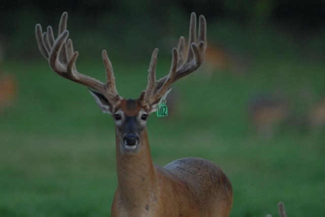 Baby Breeder Buck at cedar hollow ranch Palo Pinto Tx