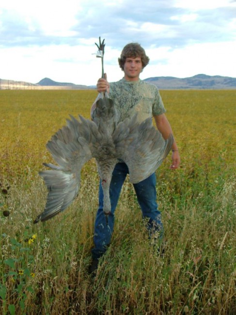 1st Sandhill Crane
