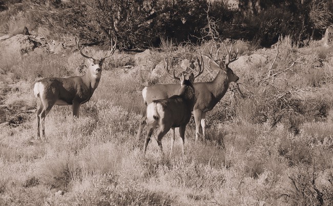 Big Bucks!!