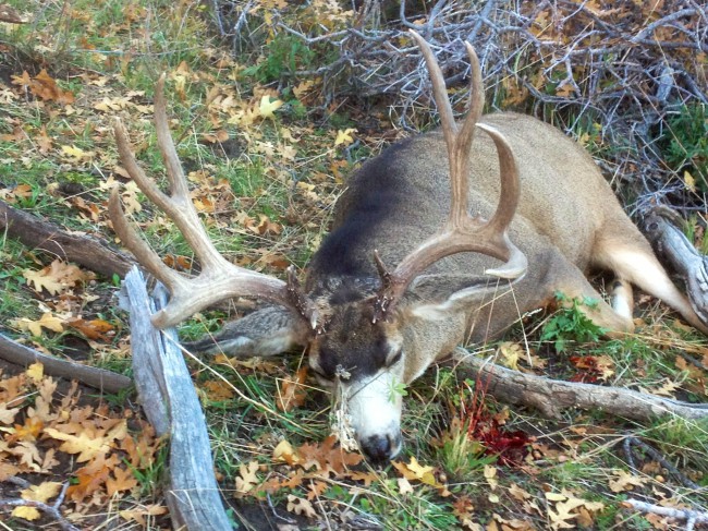 Deer 3