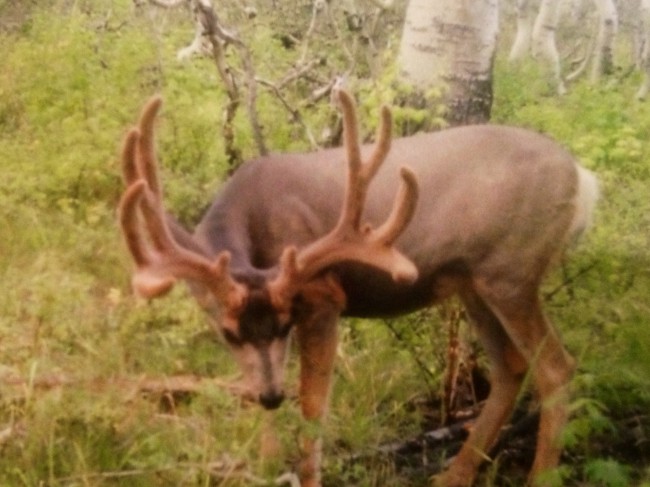 deer 7